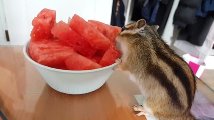 반려동물의 여름나기 / YTN