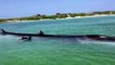 Rescatan ballena de 18 metros en México