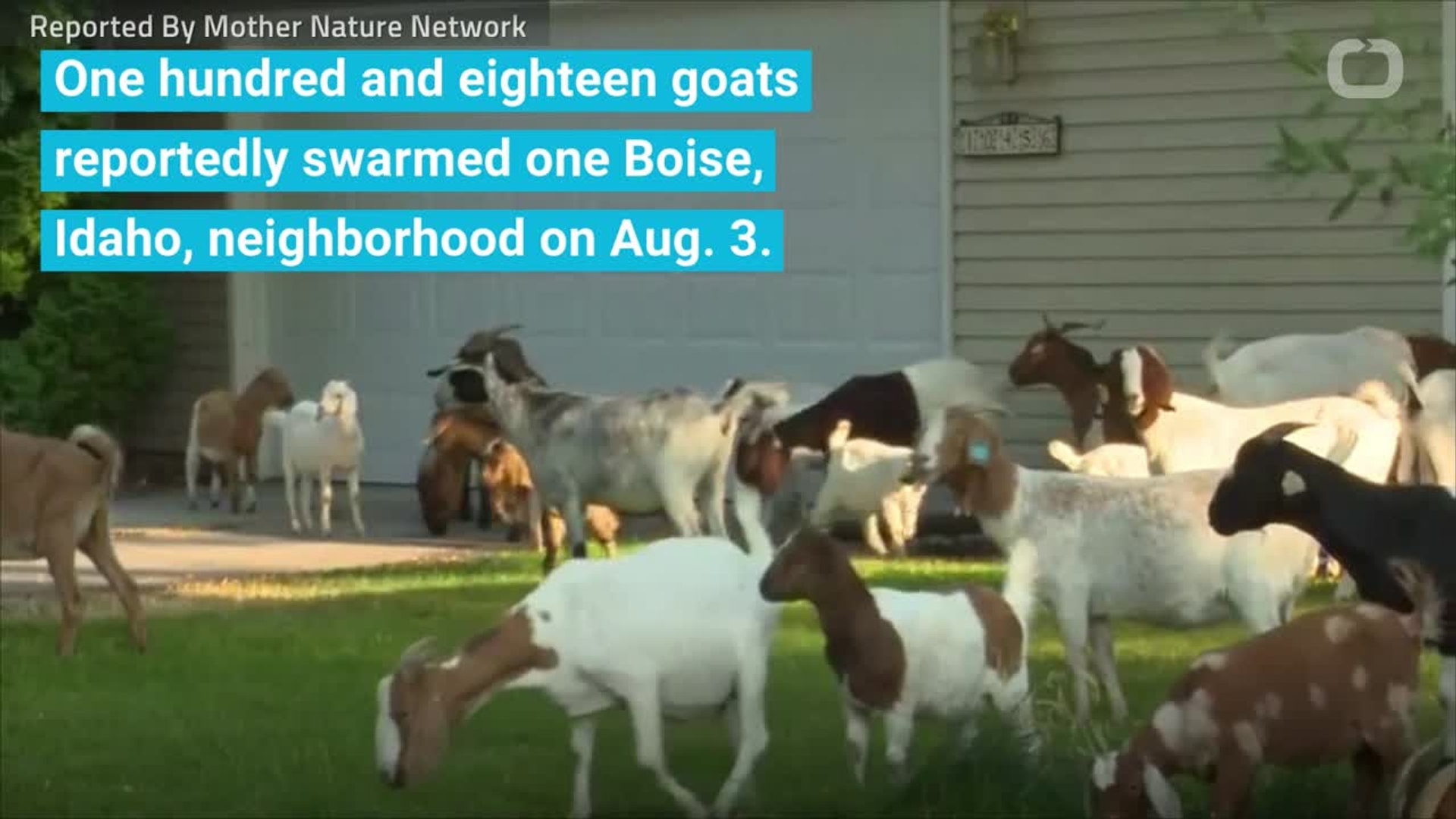 ⁣Boise Neighborhood Overrun By Goats!