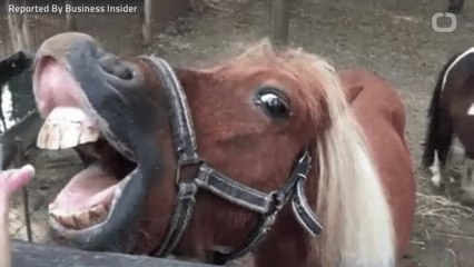 McDonald’s Refused To Serve Drive-Thru Customer On Horseback