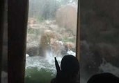 Hail Storm Pounds Grizzly Bear Exhibit at Colorado Zoo