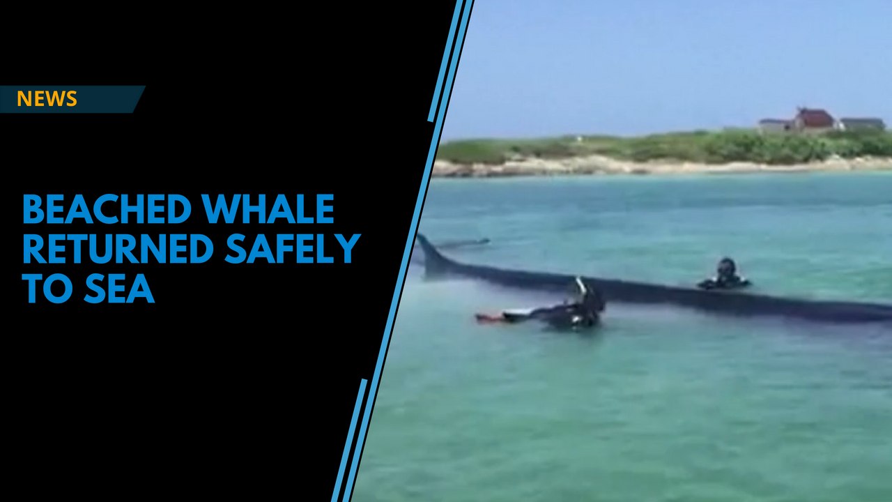 Watch: Beached whale returned to sea safely in Gulf of Mexico