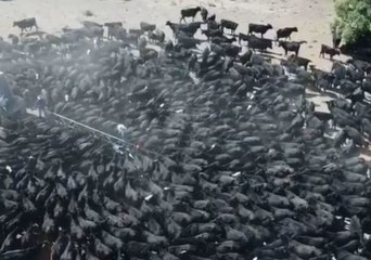 Скачать видео: Hundreds of Cattle Swarm Water Truck in Drought-Stricken Rural New South Wales