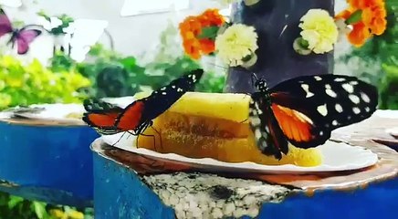 Enjoying with Tiger Longwing Butterfly at Dubai garden