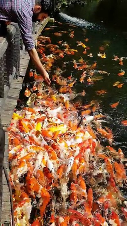 hungry carp