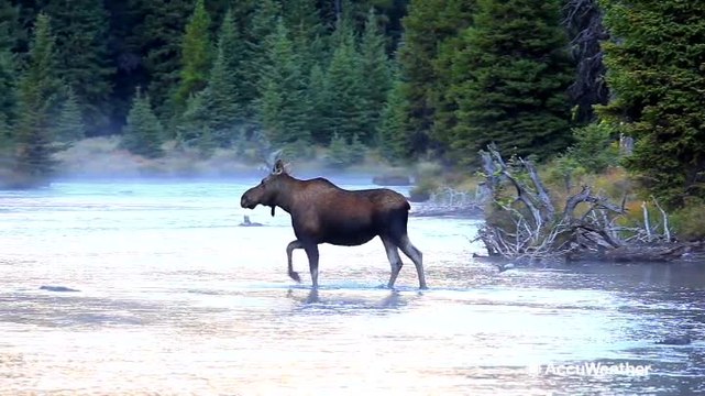 What happens to animals during wildfires?