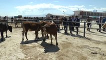 Erzurum Hayvan Pazarında Hareketlilik Artıyor