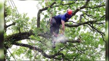 Tree Surgeon|https://goodfellers.ie/