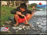 Ribuan Ikan di Wisata Pantai Glagah Mati Mengambang