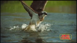 Most spectacular Eagles and Raptors compilation - Amazing skills and aerobatics