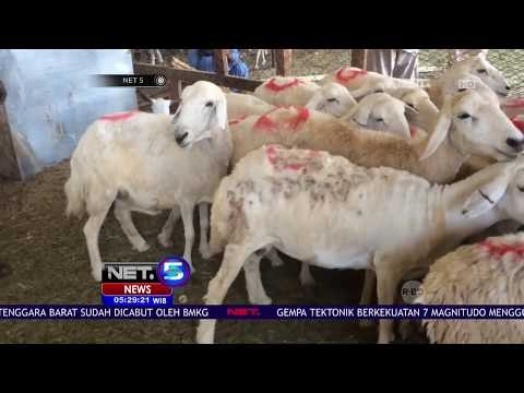 Jemaah Calon Haji Berburu Kambing di Pasar Hewan Mekkah #NETHaji2018 - NET 5