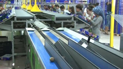 Kraliçe İncir'ine İhracat İzni Çıktı, Yüzler Gülüyor