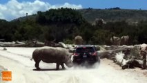Un rhinocéros en rut attaque une voiture (Mexique)