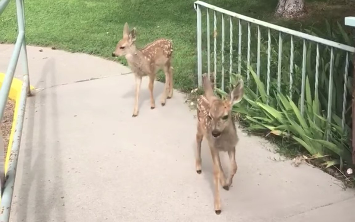 Des faons trop curieux s'aventurent dans un quartier résidentiel