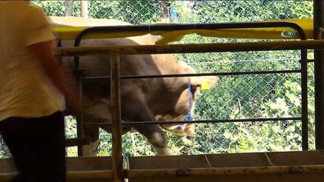 - Kaçan kurbanlık zor anlar yaşattı