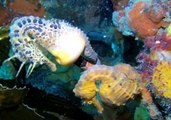 'Flirting' Seahorses Display Beautiful Colors and Patterns