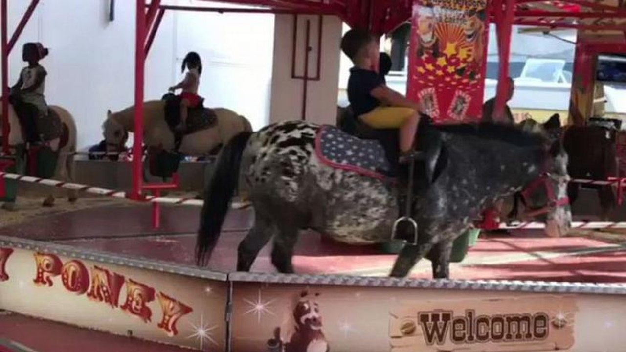 Video: Karussell mit lebenden Ponys sorgt für heftige Kritik im Internet