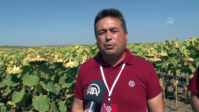 Zirai hastalığa dayanıklı ayçiçeği tohumu geliştirildi - EDİRNE