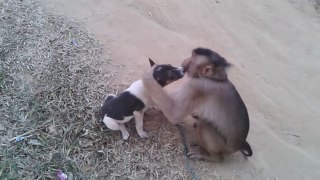 Dog VS Monkey