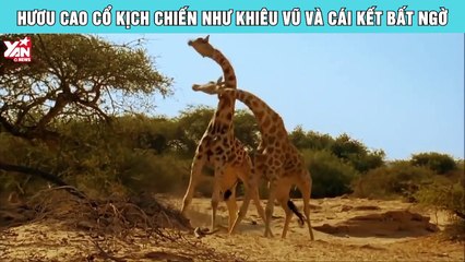Chứng kiến hươu cao cổ kịch chiến như khiêu vũ và cái kết gây sốc