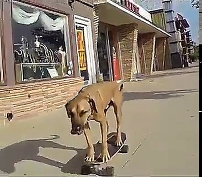 Cachorro Skatista