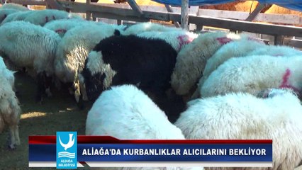ALİAĞA'DA KURBANLIKLAR ALICILARINI BEKLİYOR