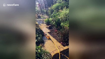 Blind rescue hedgehog dances under sprinkler in hot weather