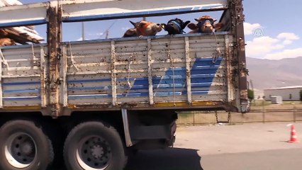 Batı illerine sevk edilen kurbanlıklara sıkı denetim - ERZİNCAN