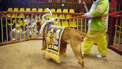 Tosa Inu vs Bully Kutta FACTS