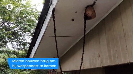 Mieren bouwen geniale brug