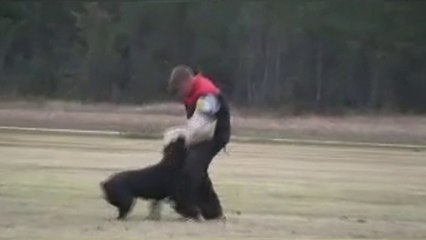 Rottweiler Ultimate Protection - Compilation