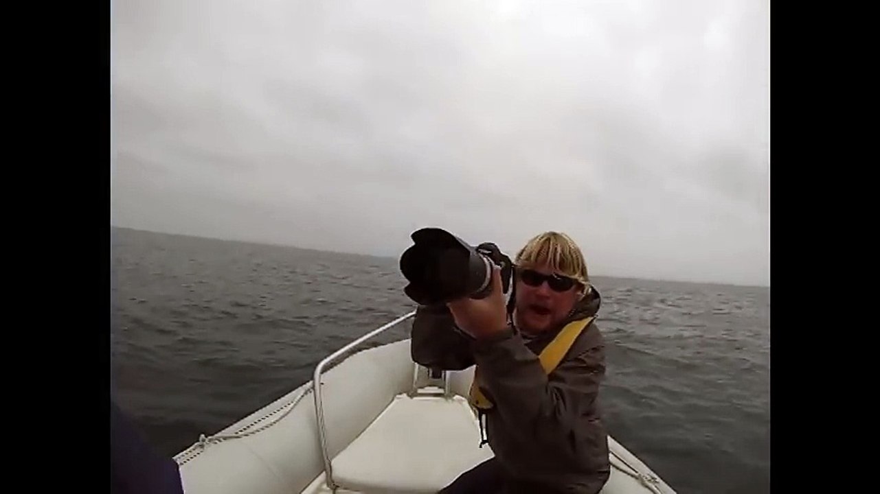 Une baleine bleue saute sur un bateau et le fait couler.