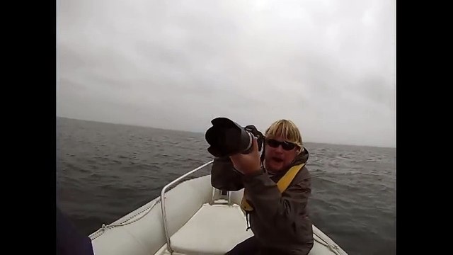 Une baleine bleue saute sur un bateau et le fait couler.