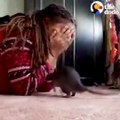Ce rat adore jouer à cache-cache avec son maitre... Trop mignon