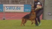 German Shepherd Ultimate Protection - Compilation