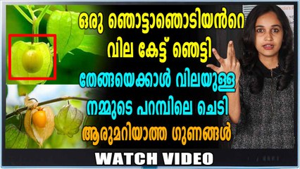 ഞൊട്ടാഞൊടിയന് ഇനി പൊന്നുംവില ! | Oneindia Malayalam