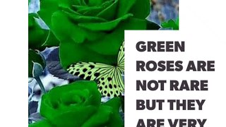About Green roses