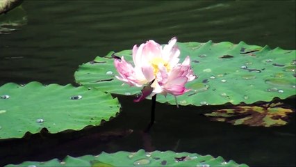 Rare footage of carp eating lotus captured in southern China