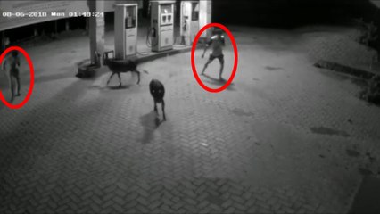 ಉಡುಪಿ ಕುಂದಾಪುರದಲ್ಲಿ ಹಸುವನ್ನ ಹಿಡಿಯಲು ಗೋ ಕಳ್ಳರ ಪರದಾಟ | Oneindia Kannada