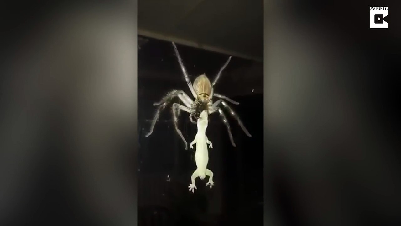 Cette araignée est si grosse qu'elle mange des lézards et terrifie le chat de la maison