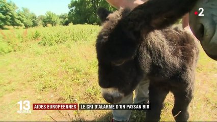 Aides de l'Europe : le cri d'alarme d'un éleveur bio