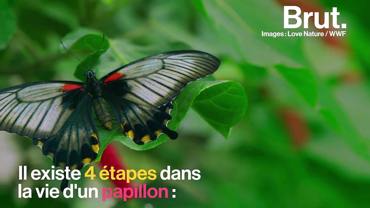 Comment les chenilles se transforment-elles en papillons ?
