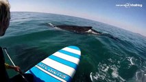 Un encuentro único con ballenas