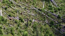 Ours femelle vs Ours mâle dans un arbre (Montana)