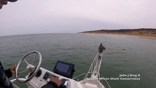 Moment a 12ft long great white shark leaps from water near Cape Cod with his jaws open wide as shocked researcher nearly falls out of the vessel