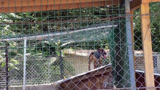 Alpes-de-Haute-Provence : le refuge de Digne-les-Bains une nouvelle fois cambriolé