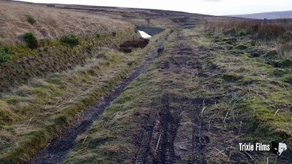 Walking on the pennine way (Wuthering heights) A red grouse calls and then makes it's way over to say Hullooo.