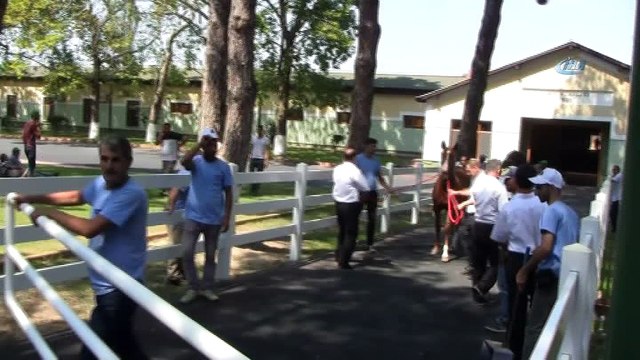 Daire fiyatına tay... 54 safkan Arap tayı ihale usulüyle satışa sunuldu