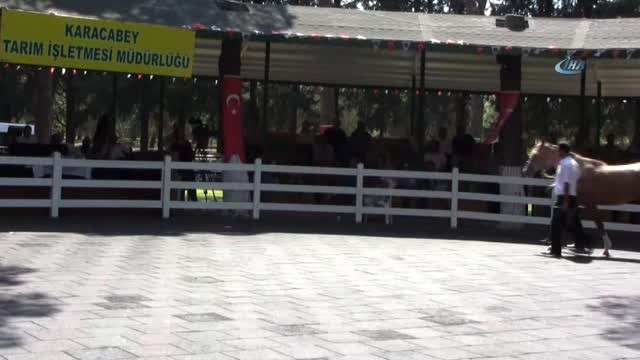 Daire Fiyatına Tay... 54 Safkan Arap Tayı İhale Usulüyle Satışa Sunuldu