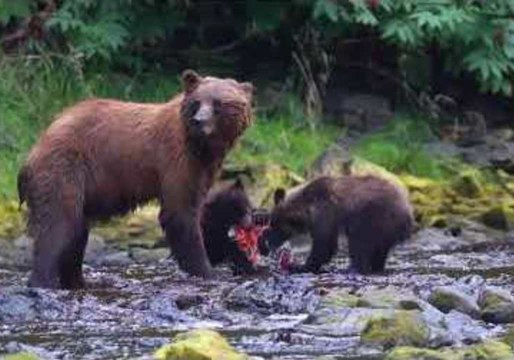 Brown Bear Family Shares Salmon Feast in Juneau, Alaska